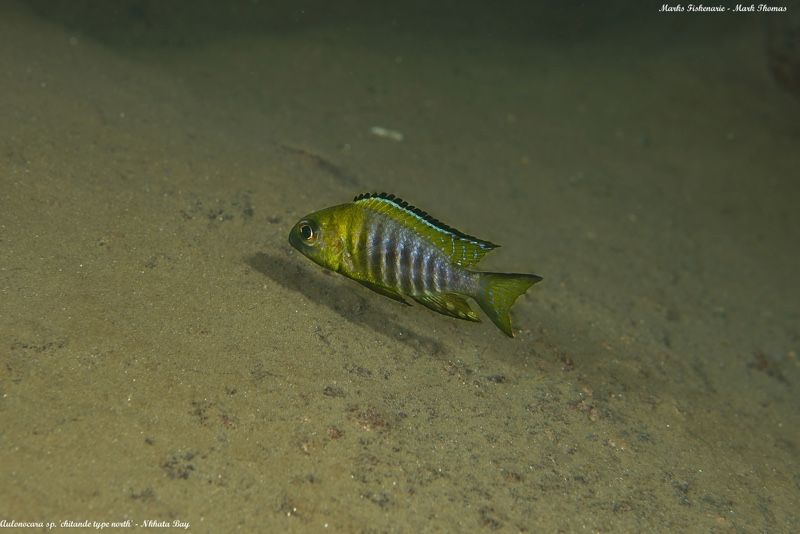 Aulonocara sp. 'chitande type north' Nkhata Bay